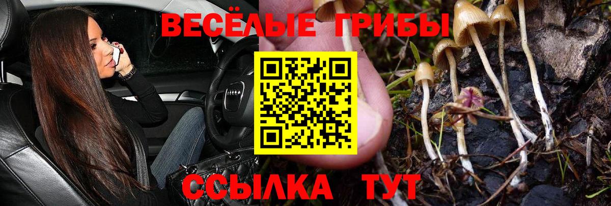 Псилоцибиновые грибы Cubensis Шебекино